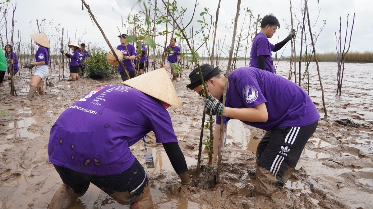Nhân viên FedEx tham gia hoạt động trồng rừng ngập mặn tại Vĩnh Long
